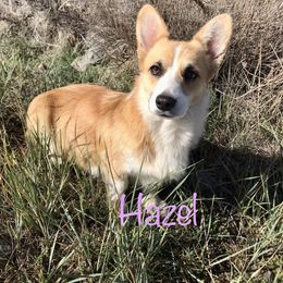 Pembroke Welsh Corgi puppies from Rubys Corgis