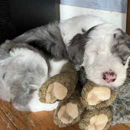 Sheepadoodle Puppies from Life Unleashed Farm