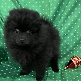 Sammy - Black male Pomeranian puppy in Sulphur Springs, Texas from Johnny's Pets