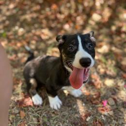 Yosemite - Black and white male American Corgi puppy in Hope, Arkansas from Foxy Knoll Farm