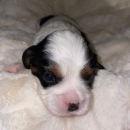 Cavalier King Charles Spaniel Puppies from Cassie’s Cavaliers