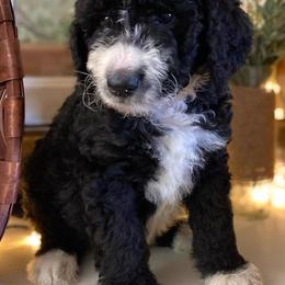 Bernedoodles from Collins Bernedoodles