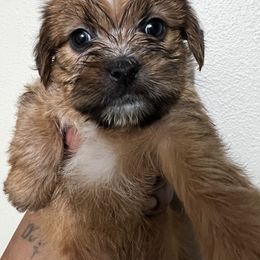 Shorkie Puppies from Shorkie Land