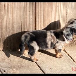 Dachshund and Pug Puppies from Wiggle'n V Ranch
