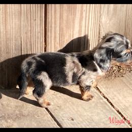 Dachshund and Pug Puppies from Wiggle'n V Ranch