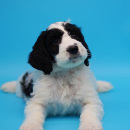 English Springer Spaniel and Springerdoodle Puppies from Family Raised Doodles