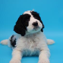 English Springer Spaniel and Springerdoodle Puppies from Family Raised Doodles