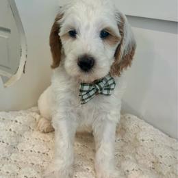 Cottontail - Parti male Goldendoodle puppy in Taylorsville, North Carolina from Doggone Dixie Doodles
