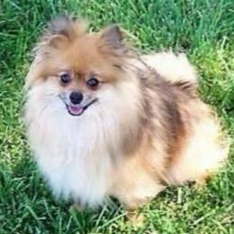 Spitfire - Pomeranian