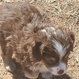 Miniature Australian Shepherd and Toy Australian Shepherd Puppies from Schwandt Toy Mini Aussies