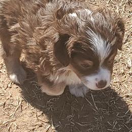 Miniature Australian Shepherd and Toy Australian Shepherd Puppies from Schwandt Toy Mini Aussies