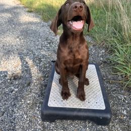 Labrador Retriever Puppies from Creekside Canines