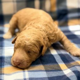 Boy1 - Apricot male Poodle puppy in Liberty, Texas from Poodles and Doodles Most Excellent Adventures