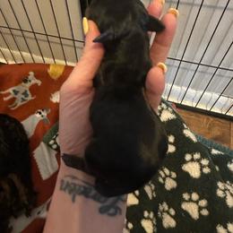Boy 4 - Black male Dachshund puppy in Brandon, Florida from Knights Dachshunds