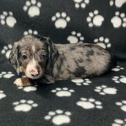 Saugy (Blue collar) - Dapple male Dachshund puppy in Saint Albans, Maine from Australian Cattle Cuties and littles