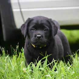 Spinner - Black female Labrador Retriever puppy in Lenoir, North Carolina from Wooten Retrievers
