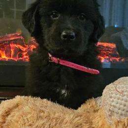 Dark pink girl - Dark golden female Golden Retriever puppy in Fowlerville, Michigan from Gratz Kennels