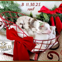 Unice - Red merle female Miniature Australian Shepherd puppy in Madisonville, Texas from Flying LL Aussies