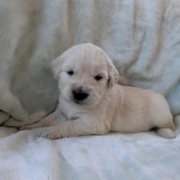 Teal Female - Light golden female Golden Retriever puppy in Roseburg, Oregon from Unbound Goldens