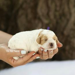 Sultana (Purple Collar Female) - Blenheim female Cavapoo puppy in Republic, Missouri from Red Skye Puppies