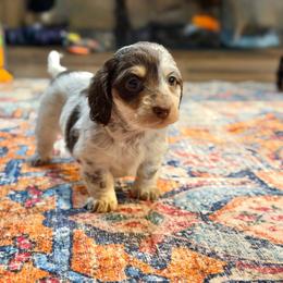 Jessie - Piebald female Dachshund puppy in Hornbeck, Louisiana from A&Z Mini Dachshunds