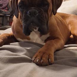 Max - Boxer