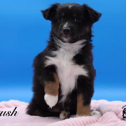 Crush - Black tri female Miniature Australian Shepherd puppy in Weeki Wachee, Florida from Arlington's Mini Aussies