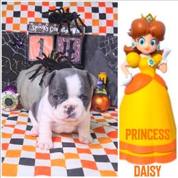 Princess Daisy - Blue female French Bulldog puppy in Denver, Colorado from Mecham Family kennels -MechamFrenchies
