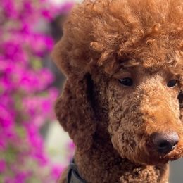 Poodles from The Poodles