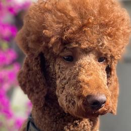 Poodles from The Poodles