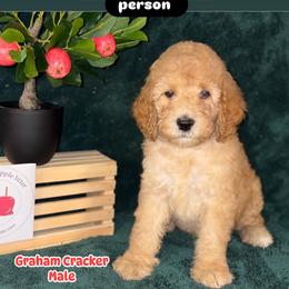 Labradoodle Puppies from BabySweet Labradoodles