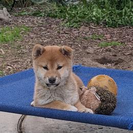 Shiba Inu Puppies from Jogoso Shibas