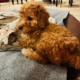 Lila - Red  female Goldendoodle puppy in Tucson, Arizona from Ever After Doodles Arizona
