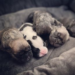 French Bulldog Puppies from Peek Frenchie Babies