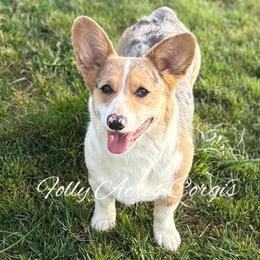 Kiss - Blue merle and white female American Corgi puppy in White Hall, Maryland from Folly Acres Corgis