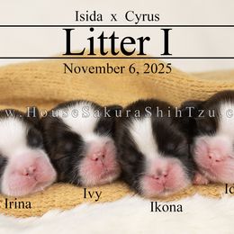 Shih Tzu puppies from House Sakura Shih Tzu