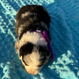 Larger blue merle - Blue merle male Miniature Australian Shepherd puppy in Graham, North Carolina from Thompson Farm Mini Aussies