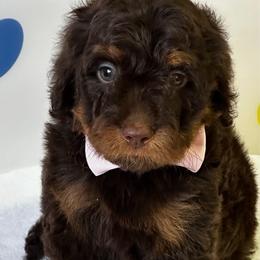 Pink Girl - Brown female Bernedoodle puppy in Horseshoe Bend, Idaho from Over the Moon Poodles and Doodles