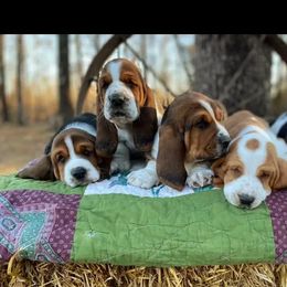 Basset Hound Puppies from Porch Sittin' Hounds