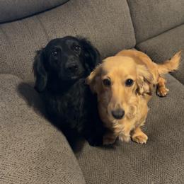 Dachshund puppies from Heather Chavez