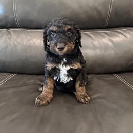 Goldendoodle and Poodle Puppies from Gentle Paw Goldendoodles