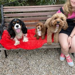 Cavalier King Charles Spaniel and Cavapoo Puppies from Larisa's Cavaliers