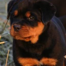 Rottweilers from PrinceHaus Rottweilers224.251.0936