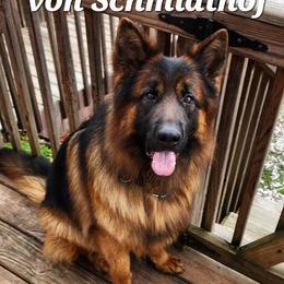 Benny - German Shepherd