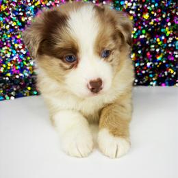 Gloria - Red merle female Toy Australian Shepherd puppy in Smithville, Arkansas from Cooper Creek Aussies