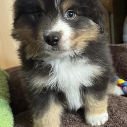 Miniature American Shepherd Puppies from Malachi Kennels