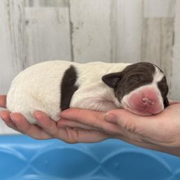 German Shorthaired Pointer puppies from Freemans' GSP's