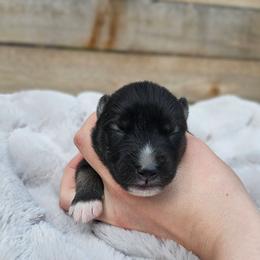 Ken - Agouti and white male Siberian Husky puppy in Lakebay, Washington from Cascade Siberians