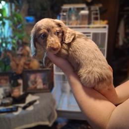 JR - Dapple male Dachshund puppy in Columbia, South Carolina from A&R Dachshund