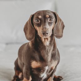 Freya - Dachshund